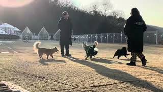 Duri playing with other dogs at a dog park2 [upl. by Anselme]