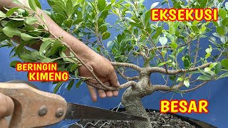 Eksekusi Pemotongan Bonsai Beringin Kimeng [upl. by Eniawtna]