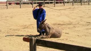 Hungarian Horse Show  Puszta [upl. by Caffrey]