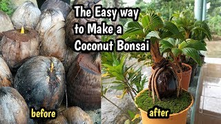 PROSES MEMBUAT BONSAI KELAPA USIA 0 SAMPAI 4 BULAN  COCONUT BONSAI [upl. by Lochner]