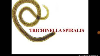 Trichinella spiralis [upl. by Acirema498]