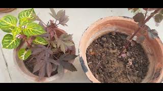 How to grow and care of Cranberry 🌺 Hibiscus Tips and Tricks [upl. by Nedgo]