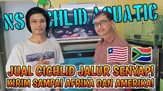 NS CICHLID AQUATICS ❗️HOBIES SELLER DAN TRANSHIPPER BISA KIRIM AFRIKA AMERIKA DAN NEGARA LAINNYA [upl. by Ahseym]