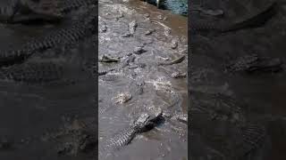 Alligator Feeding Frenzy [upl. by Esaele]