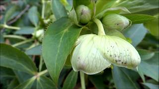 Stinking Hellebore Helleborus foetidus  20130216 [upl. by Marmaduke755]