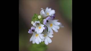 Eyebright Euphrasia  Eye Fatigue Clearing Sinuses Eustachian Tubes Vertigo Inflammation [upl. by Rramed]