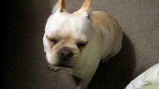 French Bulldog Temper Tantrum [upl. by Pelagias]