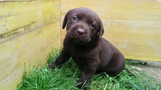 Chiots labradors chocolats trop mignon  2015 [upl. by Niwrad]