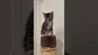 climbermovies cutepet cuteanimal kittenmusic cover musica catvideos [upl. by Alliehs204]