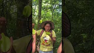 Farmtour manguha tayo ng rambutan at balimbing [upl. by Nalid472]