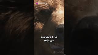 Why Do Bears Hibernate shorts animals wildlife bear [upl. by Denison]