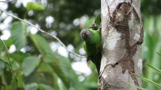 Duskyheaded Parakeets Aratinga weddellii [upl. by Ettenot]