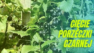 Cięcie porzeczki czarnej [upl. by Guenzi]