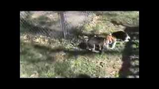 Training Yellow Creek Beagle Pups [upl. by Nahs]