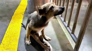 Un chien paralysé abandonné a pleuré de joie lorsquon lui a porté secours [upl. by Yenal408]