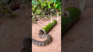 Amazing Snake Trap Make Using Bamboo shortvideo wildlife snake animals shortvideo [upl. by Ciapha689]