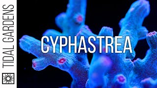 Cyphastrea Coral Care Tips [upl. by Hardan]