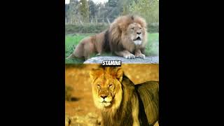 Barbary Lion VS African Lion edit🔥 shorts lions [upl. by Anatak175]