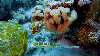 Hawksbill Turtle Feeds In Sea Anemones [upl. by Nnyleuqcaj]