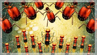 Using Big Headed Ants VS Fire Ants in Empires Of The Undergrowth [upl. by Delcine192]