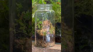 Mountain Man Jar Terrarium Tutorial everevolvingexotics tucson terrarium plantjar jarrarium [upl. by Lionel450]