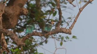 Collared Kingfisher Pair [upl. by Iinden]