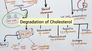 Degradation of Cholesterol  Synthesis of Bile Acids Vitamin D amp Steroid Hormones [upl. by Ariahay283]