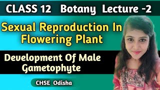 Class 12 Botany Sexual Reproduction In Flowering Plant Development Of Male Gametophyte [upl. by Daffi]