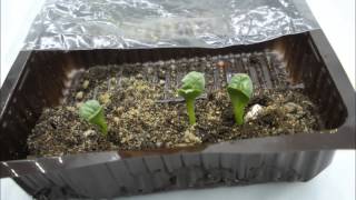 safflower seed germination [upl. by Teador]