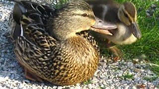 Mama Duck CALLING BABIES Wants Her Ducklings Back [upl. by Assenad]