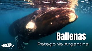 Ballenas Patagonia Argentina  Documental Naturaleza [upl. by Libna750]