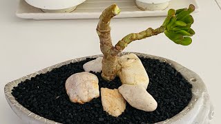 HOW TO MAKE CRASSULA OVATA “GOLLUM” A BONSAI succulents gollum [upl. by Eldin618]