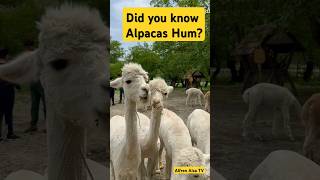 Did you know Alpacas Hum [upl. by Renner]