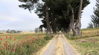 Two Minutes in Marin County with Ravens [upl. by Girand]