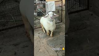 bannur sheep gud quality for sale 8431721646🐑🔥 likeand subscribe the channel [upl. by Essirahs]