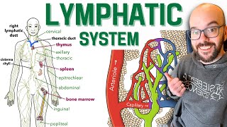 Lymphatic System [upl. by Vi148]