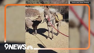 Missing donkey found living with herd of elk [upl. by Ihel]