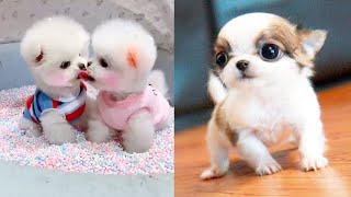 Baby Dogs  Cute and Funny Dog Videos Compilation 3  Aww Animals [upl. by Zolnay]