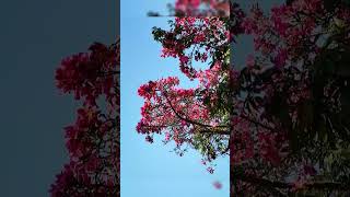 Floss Silk Trees are blooming in Longgang Shenzhen Its so beautiful [upl. by Anitsyrhk641]