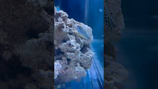 Meet the Eastern leopard wrasse reef oceanlife fish nature love seacreatures ocean reeftank [upl. by Alletniuq]