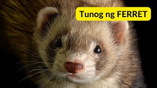 Tunog ng FERRET  Sound of FERRET [upl. by Vins]