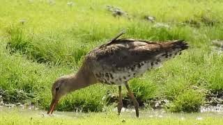 BlackTailed Godwit with mantle feather up to cool down [upl. by Akiv]