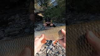 River Drava  Fishing with shimano nasci rod  reel combo [upl. by Rafaelof667]