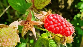 Loganberries raspberryblackberry hybrid are starting to ripen They are such a wonderful mix [upl. by Wimsatt493]