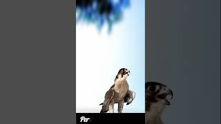 Peregrine falcon attack fyp [upl. by Rustice]