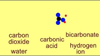 BICARBONATE BUFFER SYSTEM [upl. by Enneiviv]