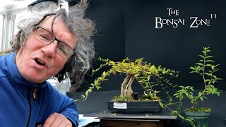 Pruning My Barbados Cherries The Bonsai Zone Jan 2024 [upl. by Oelc406]