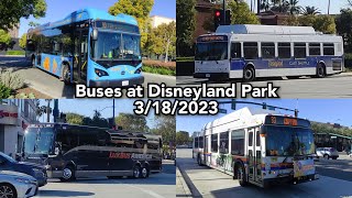 Buses at Disneyland Park  3182023 [upl. by Laamaj]