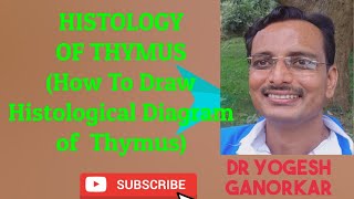 HISTOLOGY OF THYMUS  HOW TO DRAW HISTOLOGICAL DIAGRAM OF THYMUS BY DR YOGESH GANORKAR [upl. by Disharoon]