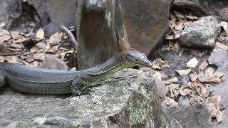 Mertens Water Monitor [upl. by Assirral]